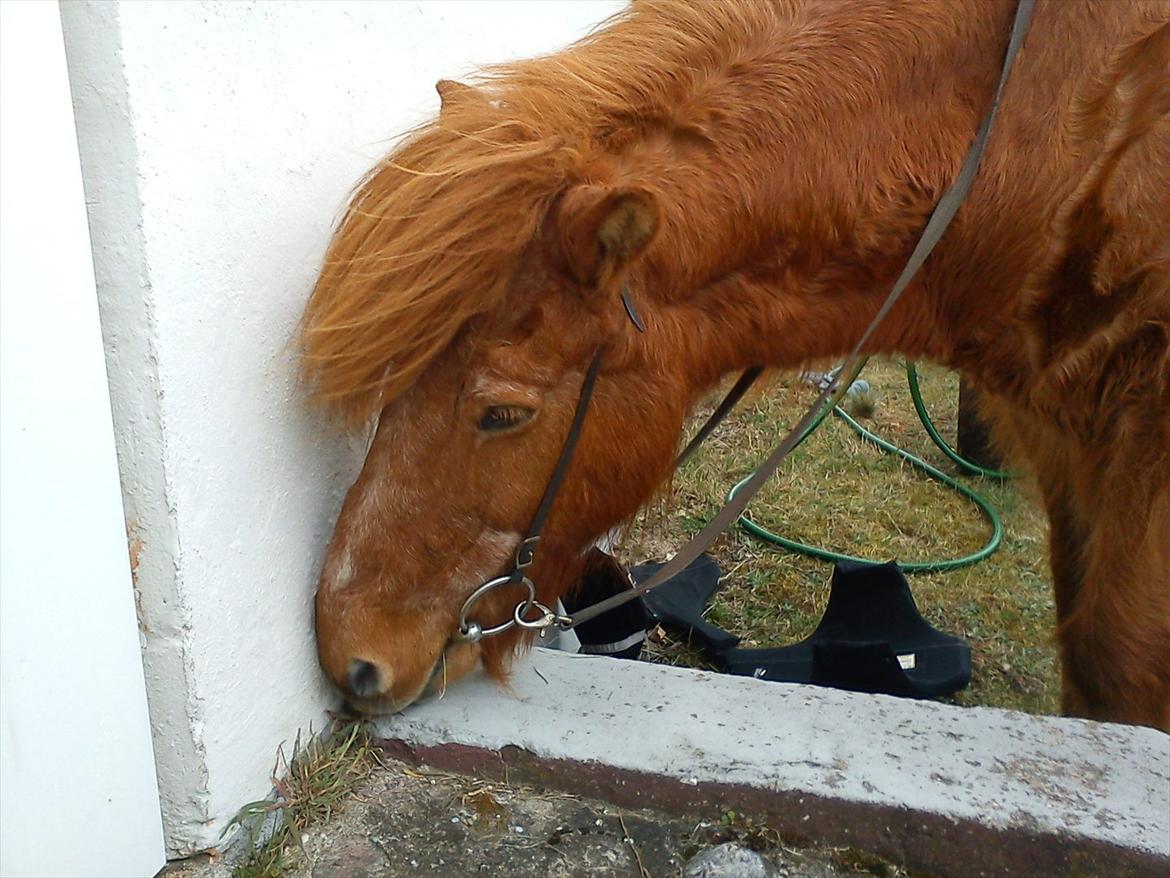 Islænder Loki - Loki snuser lige til rampen billede 7