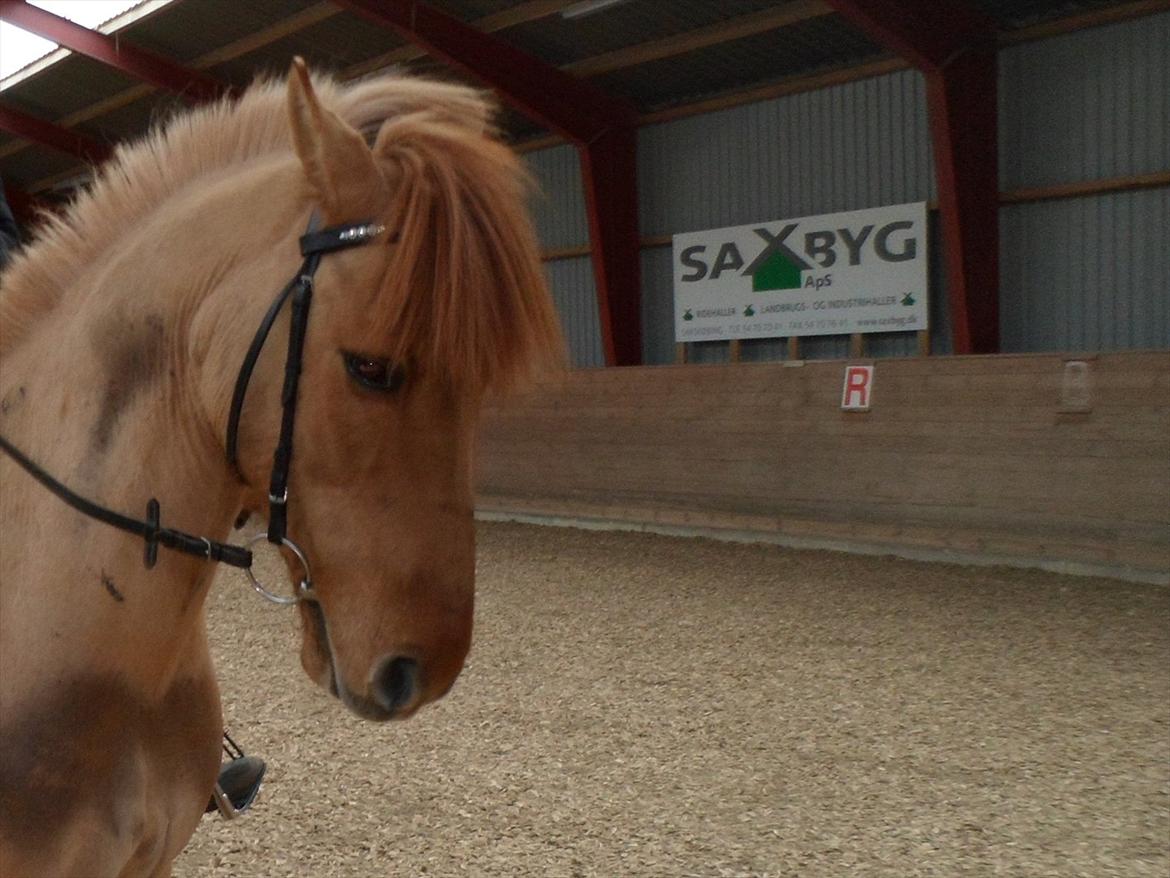 Anden særlig race Lucas <3 - Står fint i holdning ! <3 Søøde pony! <3 billede 10