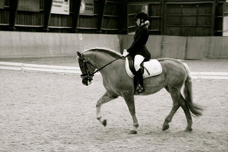 Haflinger Sally - Mit sidste dressur stævne på hende! Det var det bedste stævne på hende! Vi red til 75% og vandt!<3
Foto: Frederikke billede 9