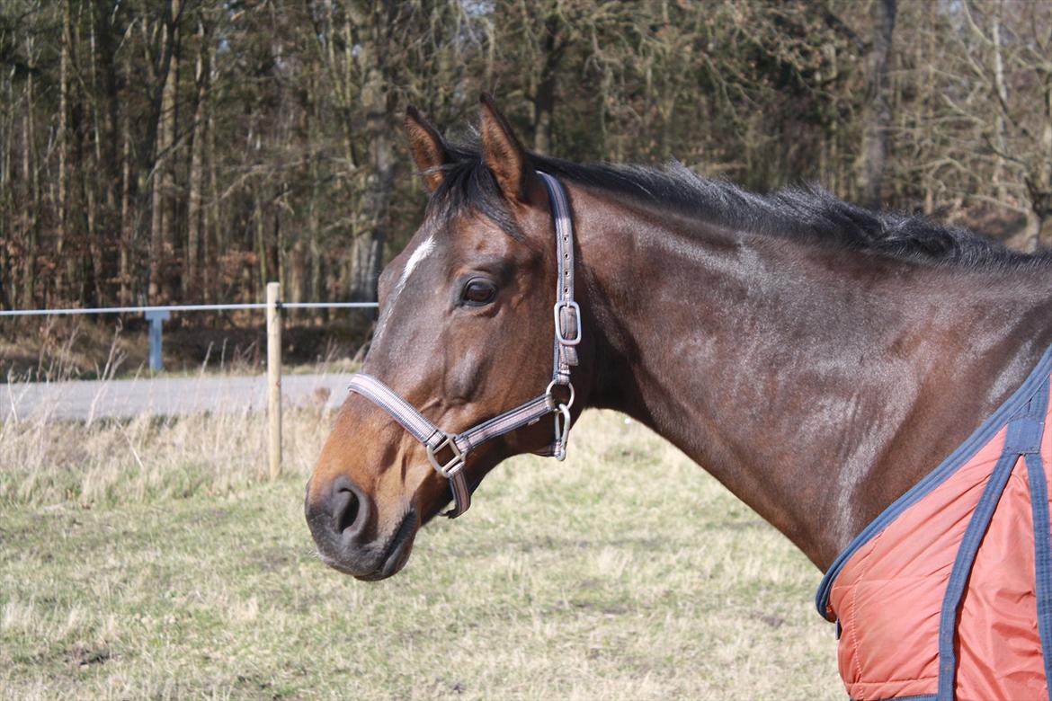 Fuldblod (XX) Adept  SOLGT billede 3