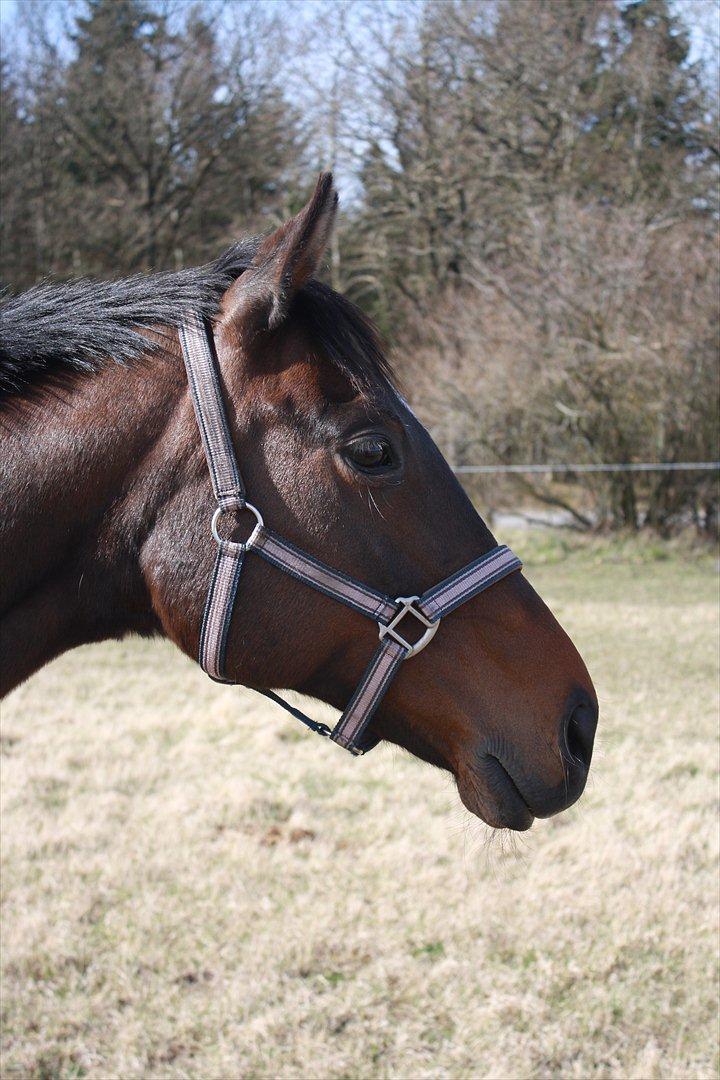 Fuldblod (XX) Adept  SOLGT - Adept's smukke hoved (: billede 1