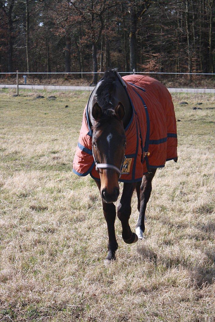 Fuldblod (XX) Adept  SOLGT billede 8