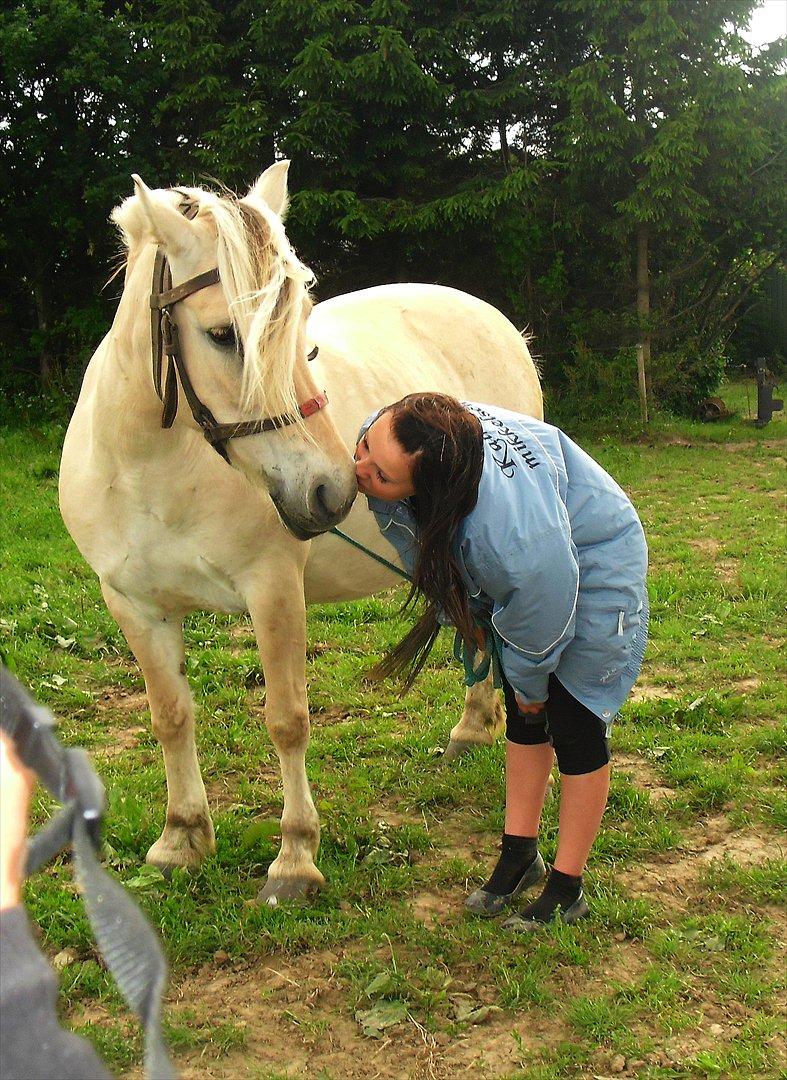 Fjordhest Susse - SAVNET! - Min Ynglings.. :-*
 billede 16