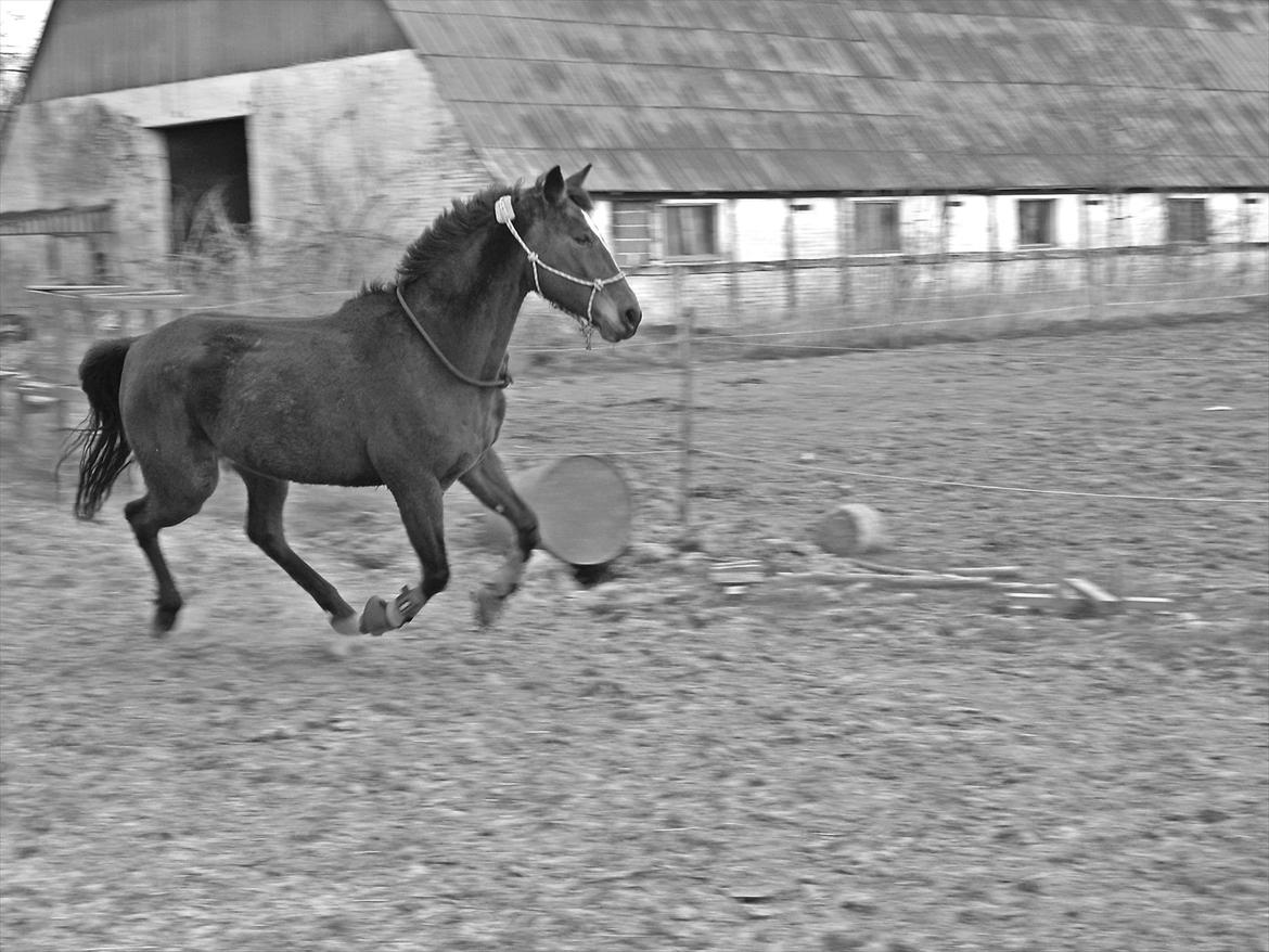 Traver Lorina air <3 - Løs på banen 2/4-12 <3 billede 11