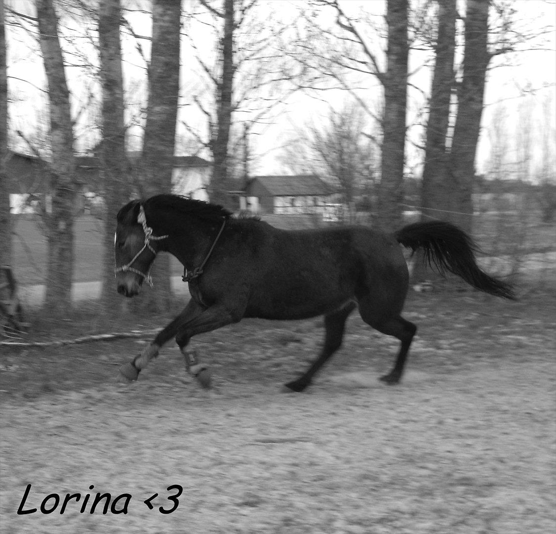 Traver Lorina air <3 - Løs på banen 2/4-12 <3 billede 12