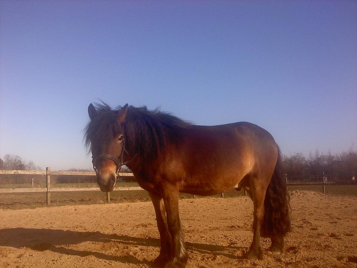 Anden særlig race Kastanje billede 6
