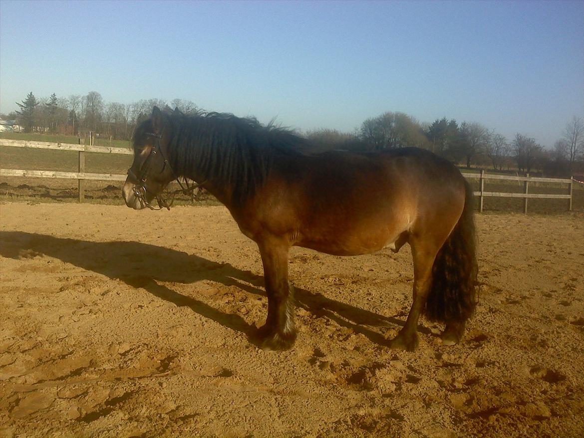 Anden særlig race Kastanje billede 2