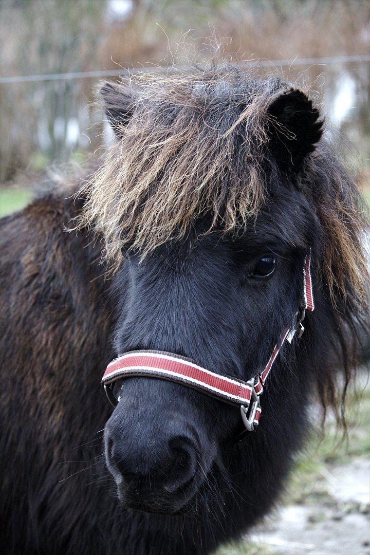 Shetlænder Stjernens Lord Speed billede 1
