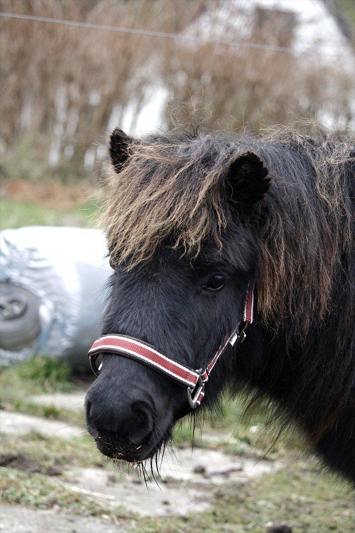 Shetlænder Stjernens Lord Speed billede 4