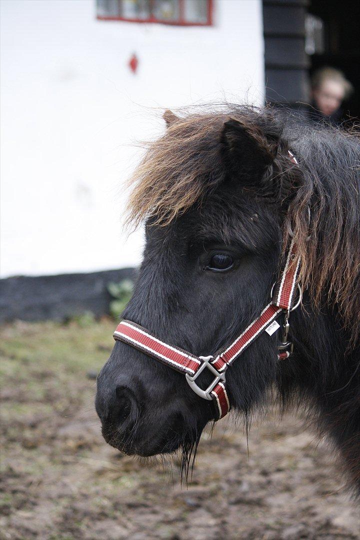Shetlænder Stjernens Lord Speed billede 5