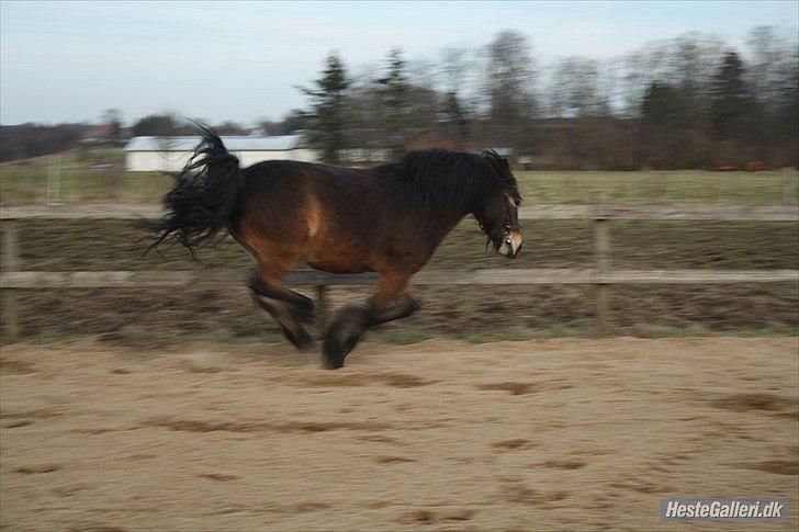 Anden særlig race Kastanje billede 3
