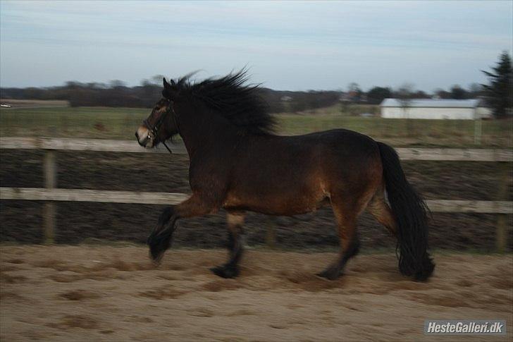 Anden særlig race Kastanje billede 4