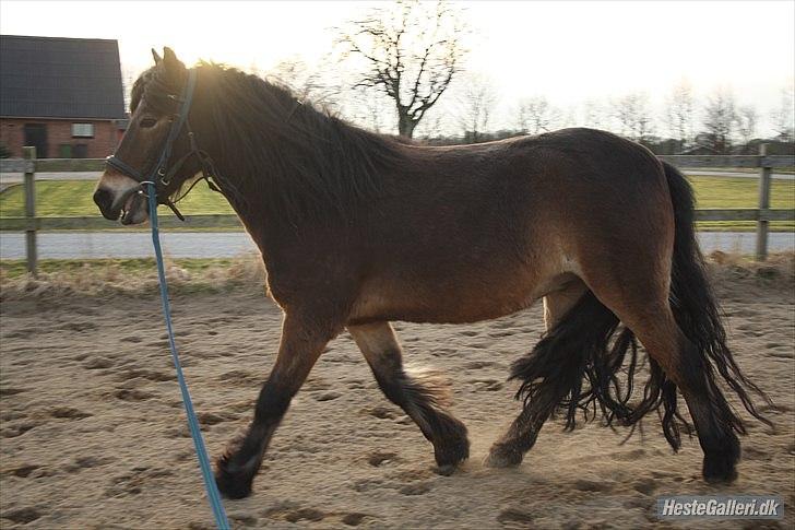Anden særlig race Kastanje billede 5