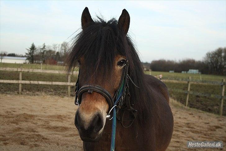 Anden særlig race Kastanje - velkommen til Kastanjedyrets profil  billede 1