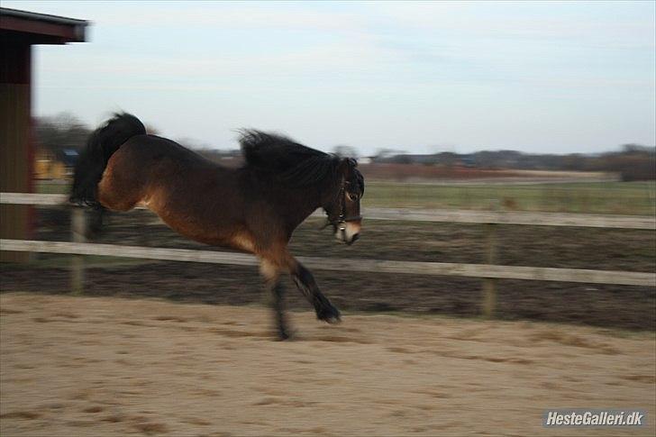 Anden særlig race Kastanje - goes crazy!!!  billede 7