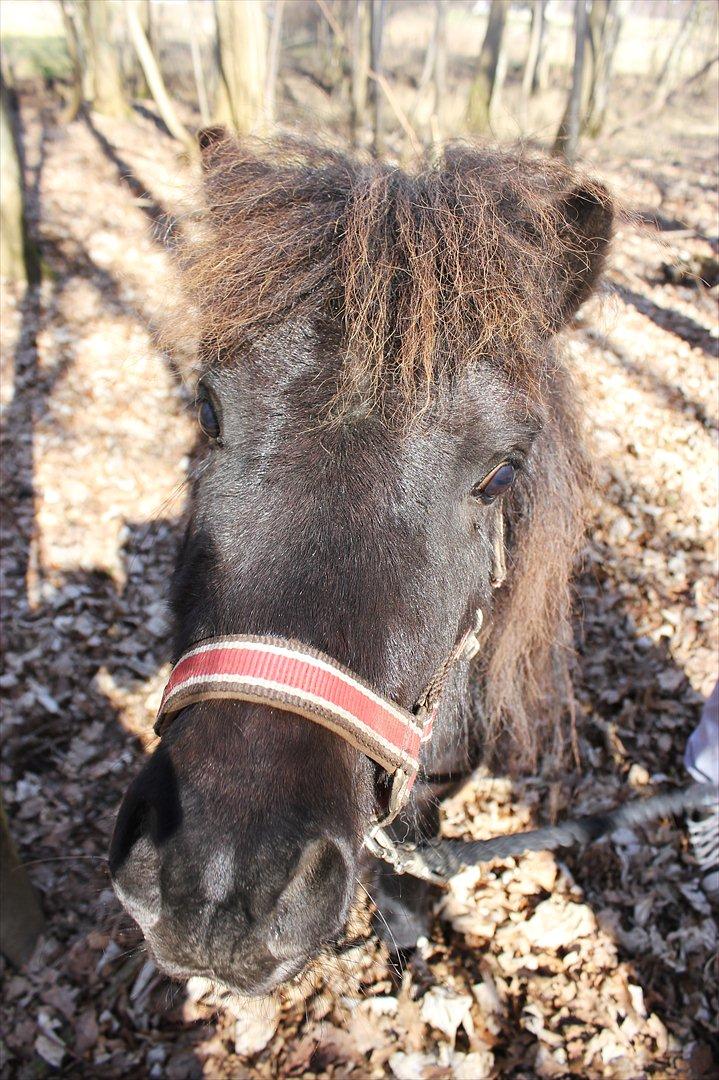 Shetlænder Stjernens Lord Speed billede 3