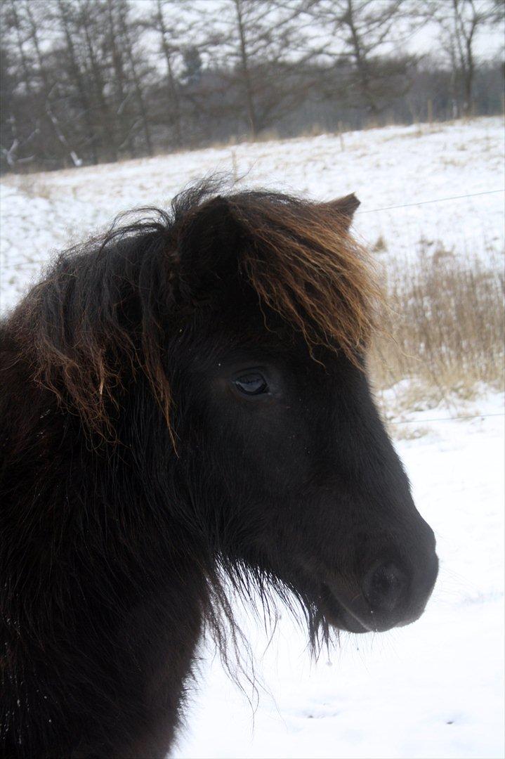 Shetlænder Stjernens Lord Speed billede 2
