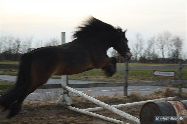 Anden særlig race Kastanje billede 8