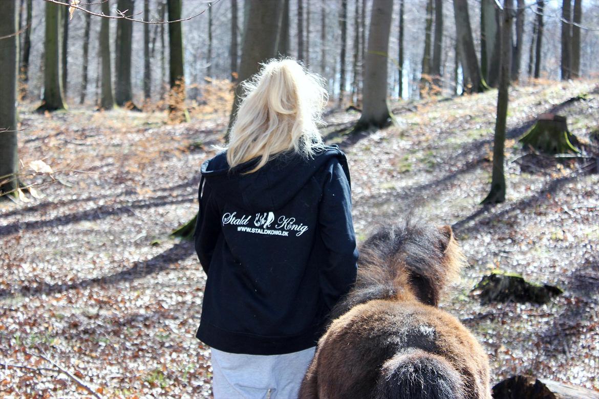 Shetlænder Stjernens Lord Speed billede 13