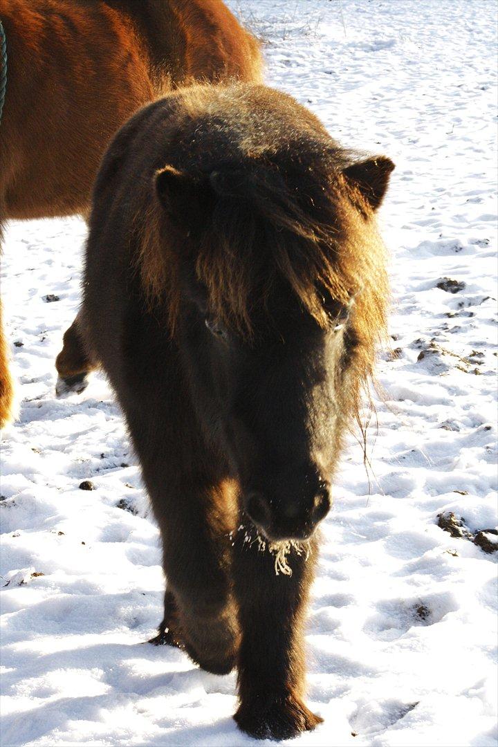 Shetlænder Stjernens Lord Speed billede 6