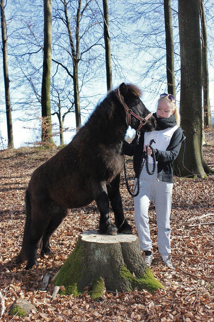 Shetlænder Stjernens Lord Speed billede 7