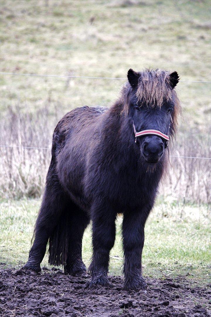 Shetlænder Stjernens Lord Speed billede 8