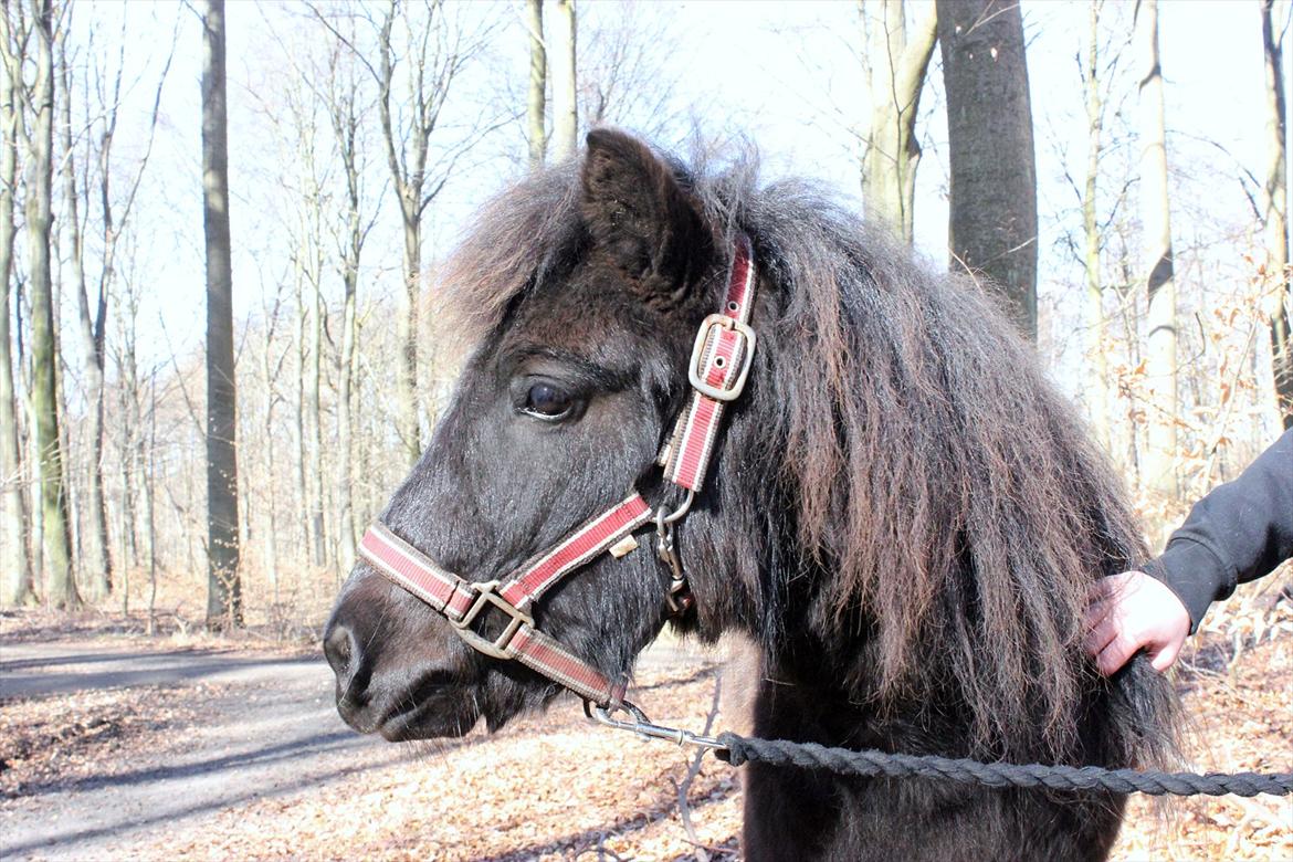 Shetlænder Stjernens Lord Speed billede 9