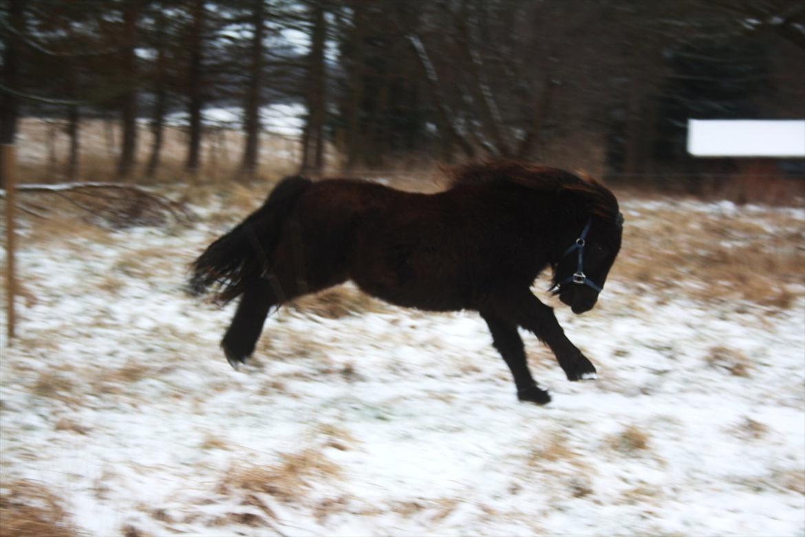 Shetlænder Stjernens Lord Speed billede 11