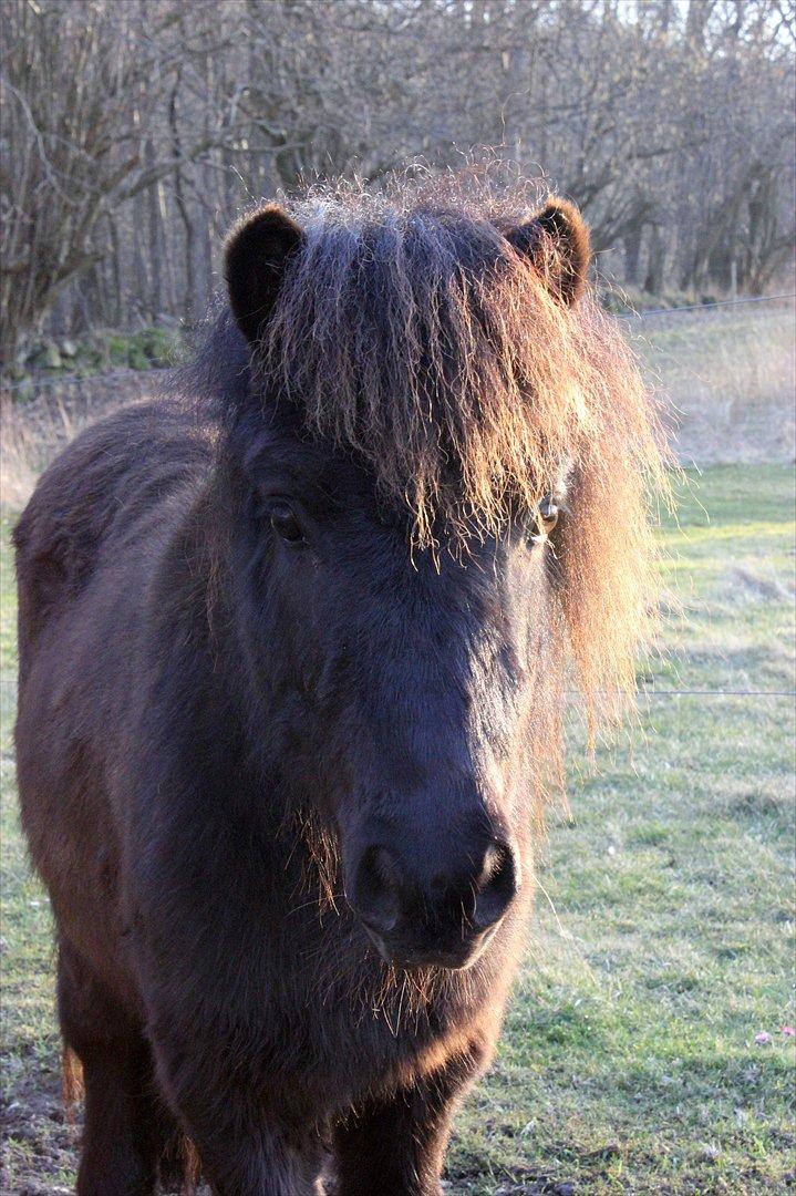 Shetlænder Stjernens Lord Speed billede 10
