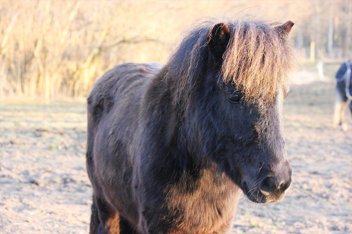 Shetlænder Stjernens Lord Speed billede 12