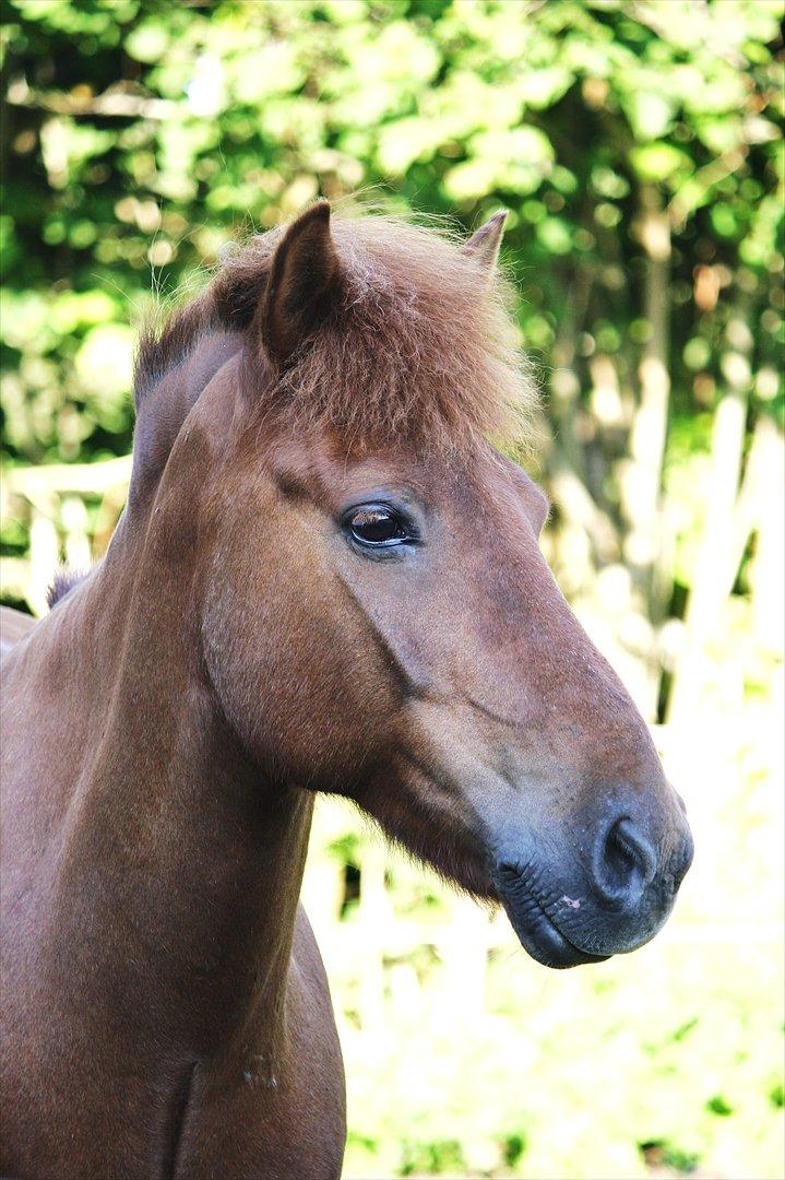Islænder Fengur fra Vellev mose billede 1