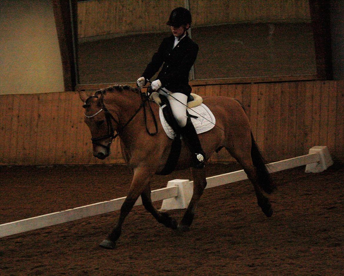 Anden særlig race Lady<3 - Stævne i Arden (ASR) - LC2 1.plads til 70% :-* billede 4