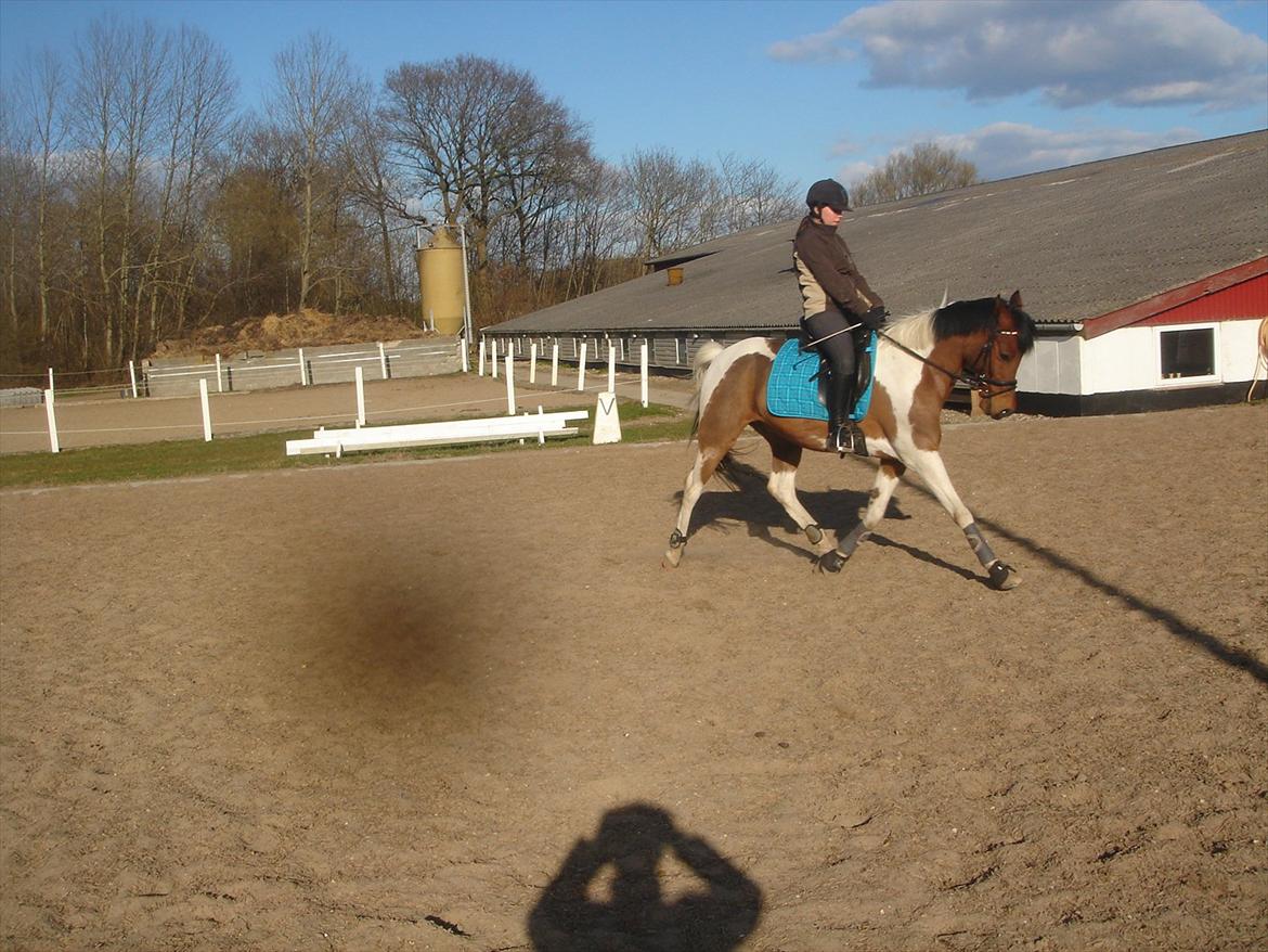 Hollandsk Sportspony Elmelunds Dalton - Daltons dejlige øninger!<3 billede 19