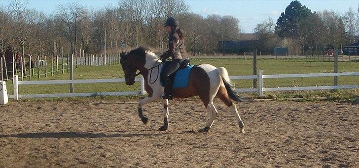 Hollandsk Sportspony Elmelunds Dalton - Last day with you my best friend I will never forget you, you was the best! An know you´re gone .:( :( billede 20