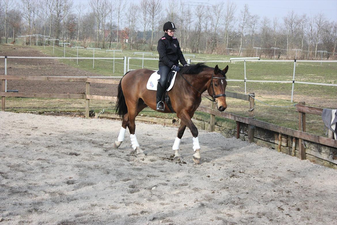 Anden særlig race Stauslykke's Contino billede 14