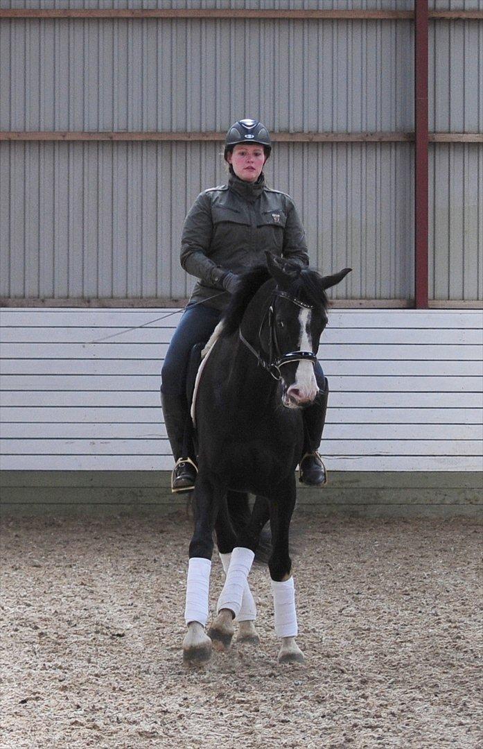 Hollandsk Varmblod Adisson - Schenkelvigning. 2. april 2012. Fotograf: Christina F. billede 5