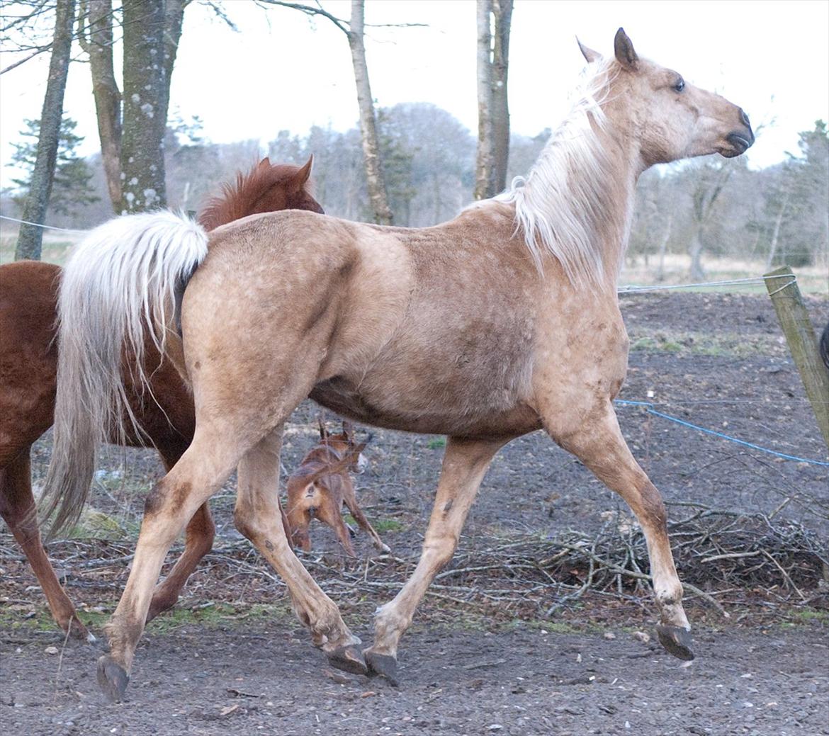 Palomino Klepholms Athene billede 11