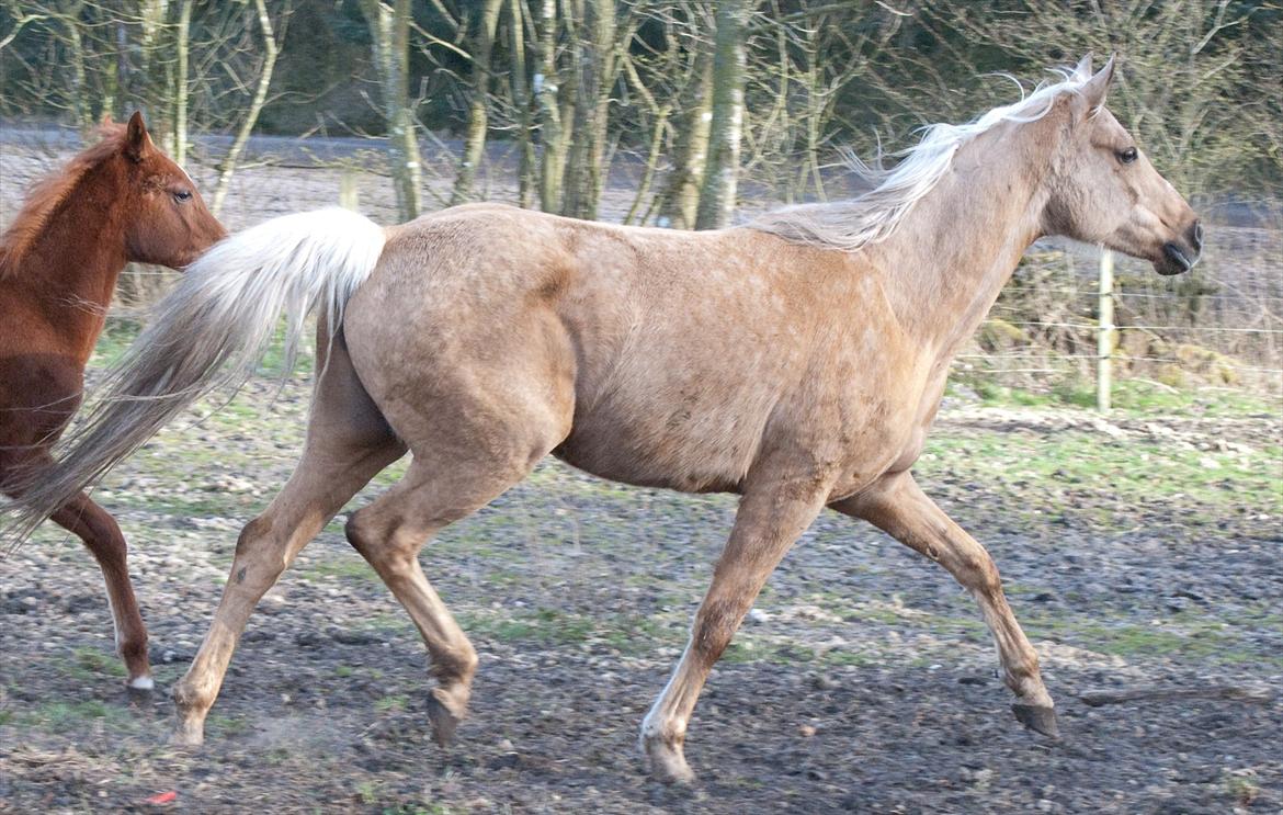 Palomino Klepholms Athene billede 12