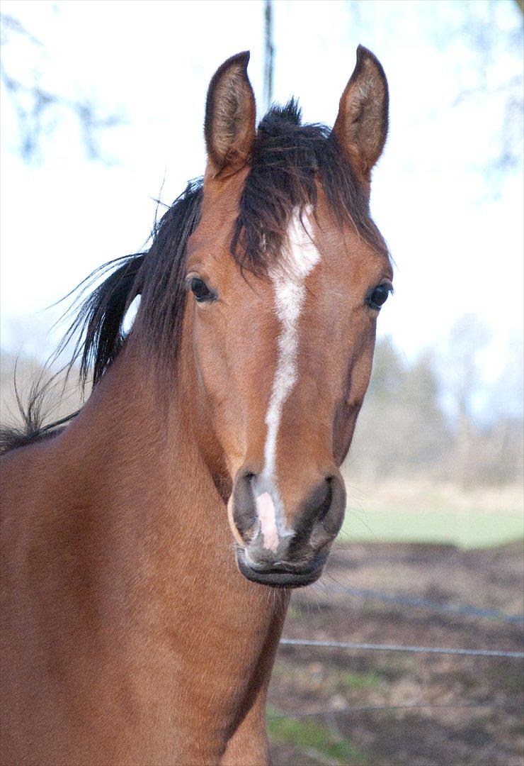 Arabisk fuldblod (OX) AC Bahiyya Jawahir -SOLGT billede 9