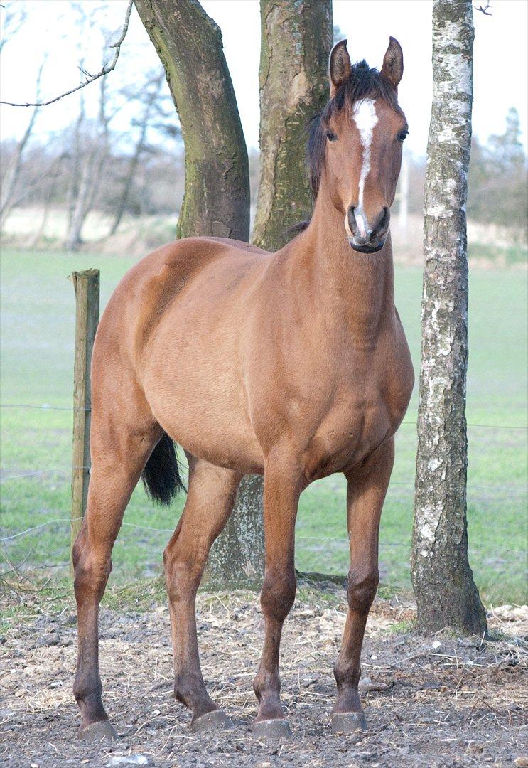 Arabisk fuldblod (OX) AC Bahiyya Jawahir -SOLGT billede 10