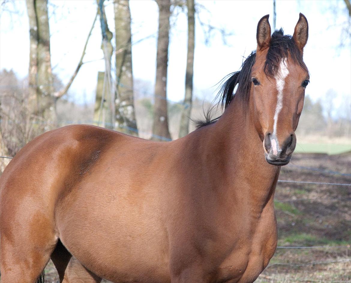 Arabisk fuldblod (OX) AC Bahiyya Jawahir -SOLGT billede 11