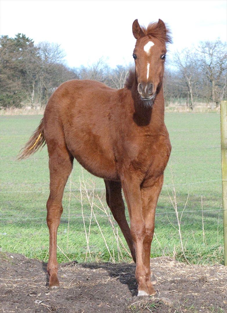 Anden særlig race Enghavegårds Shan billede 4