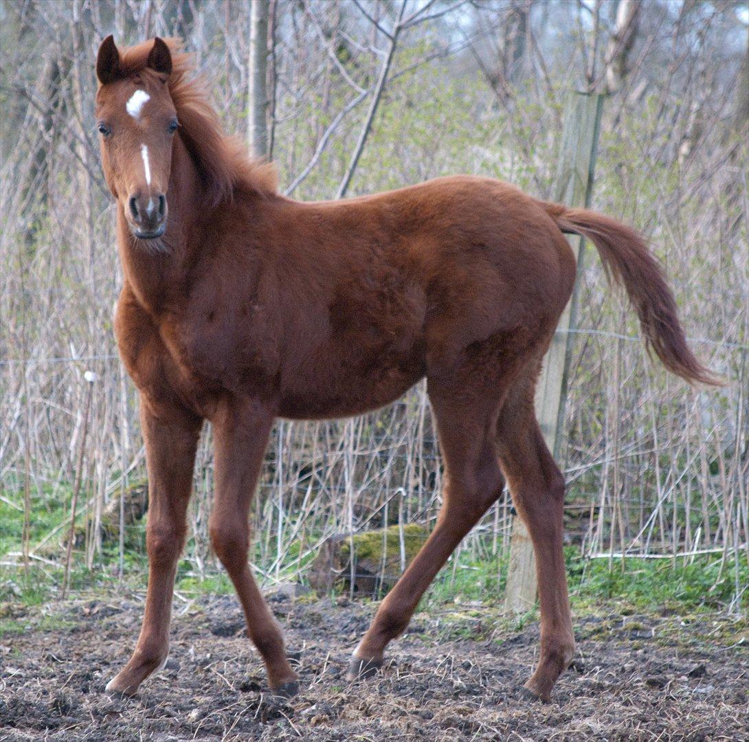 Anden særlig race Enghavegårds Shan billede 14