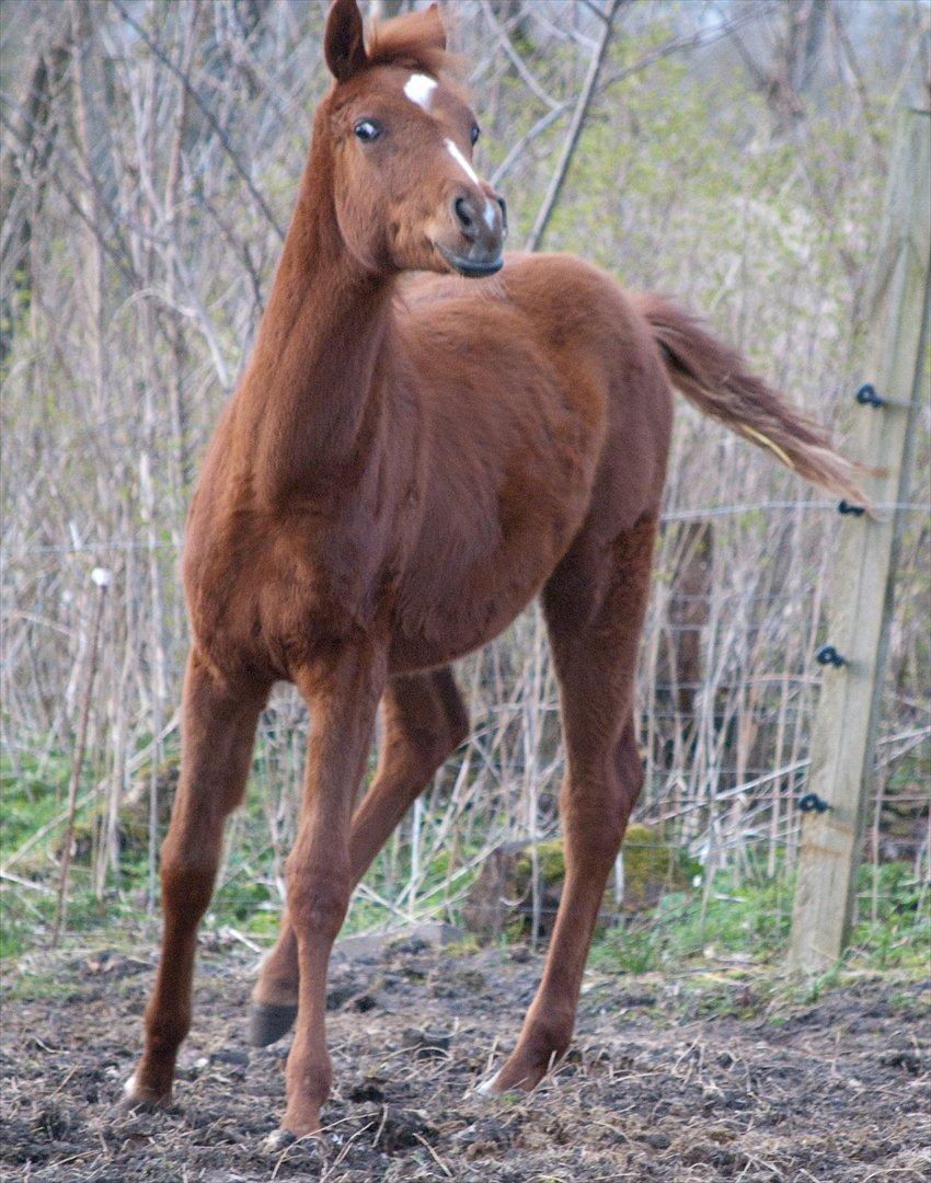 Anden særlig race Enghavegårds Shan billede 15
