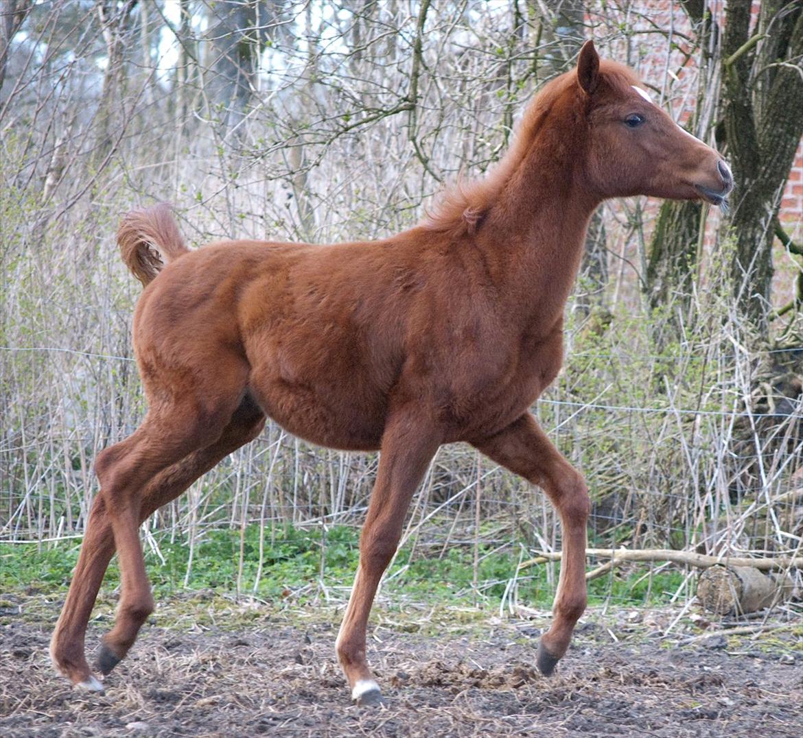 Anden særlig race Enghavegårds Shan billede 16