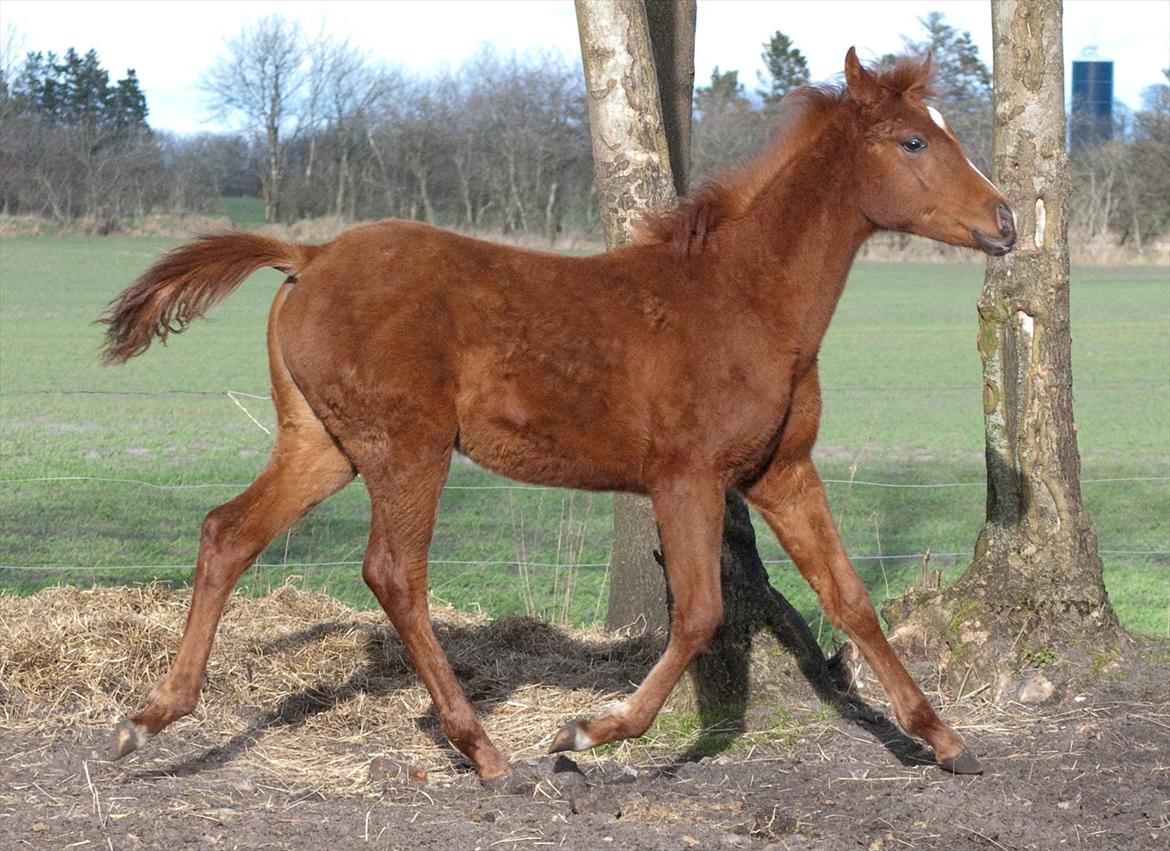Anden særlig race Enghavegårds Shan billede 17