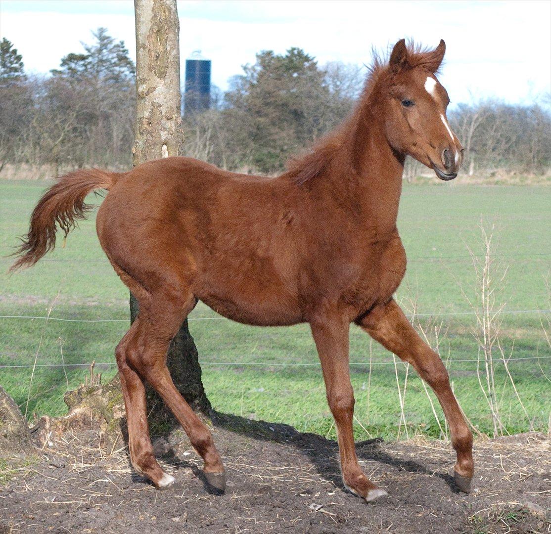 Anden særlig race Enghavegårds Shan billede 18
