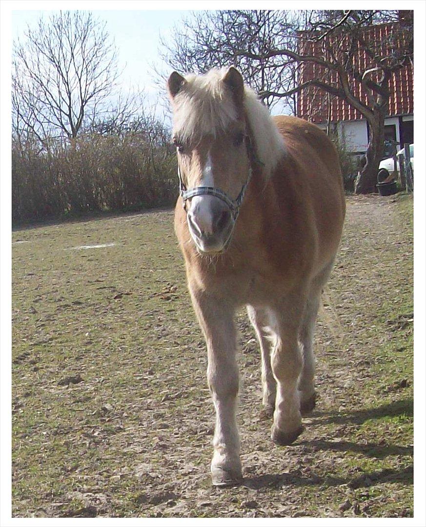 Tyroler Haflinger Nuser. - Nuser er altid glad. billede 2