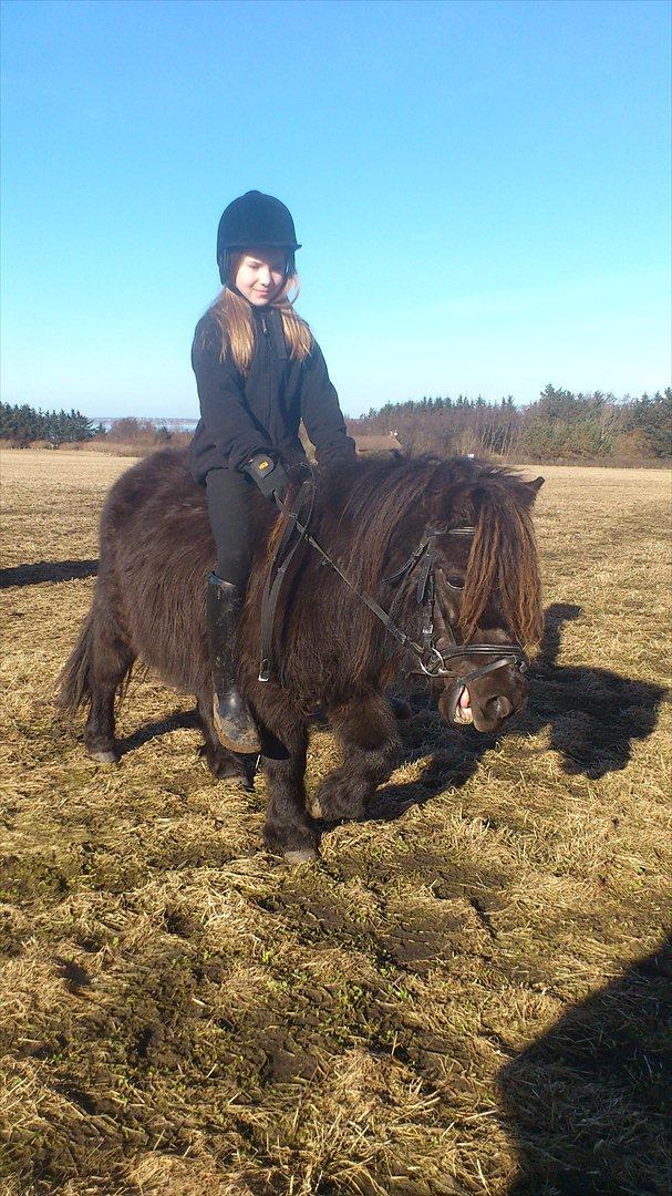 Shetlænder Stella billede 1