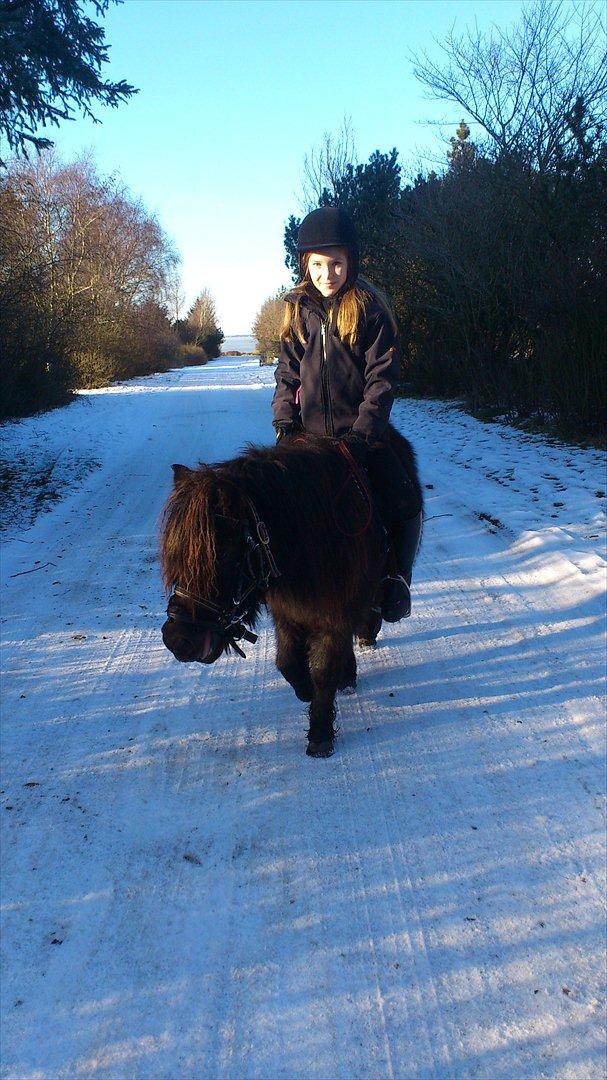 Shetlænder Stella billede 2